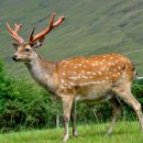 야생사슴농장 이미지