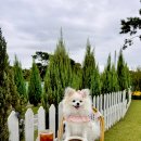 수제산업동물병원 이미지