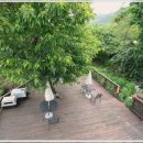 강아지 보호센터 이미지