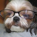 바우애견 이미지