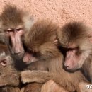 옹기종기 이미지