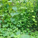 노각주점 이미지