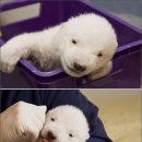 곰 이미지
