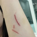 다온동물병원 | 6살 고양이 건강검진 후기 (부산 다온동물병원 / 심장 및 종합 건강검진 예약)