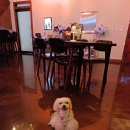 앵두식당 이미지