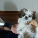달콩이 이미지