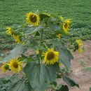 임실농장 이미지