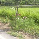 개나리목장 이미지