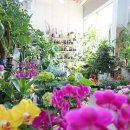 영플라워 이미지