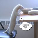 홍구삼겹