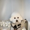 벨르시앙 이미지