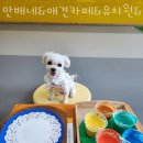 만배네 애견카페 | 양산 애견호텔 만배네&amp;애견카페&amp;유치원&amp;호텔&amp;놀이방 가격 위치 이벤트