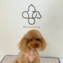 청담동물병원애견미용실 이미지