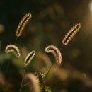 강아지풀 이미지