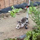 풀솜할머니 이미지