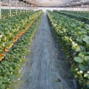 생생농장 이미지