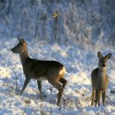 화성사슴농장 이미지