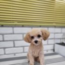 펫살롱 코코 이미지