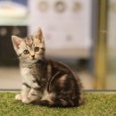 도그마루 강아지고양이 평택점 이미지