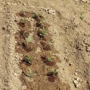 남악농장 이미지