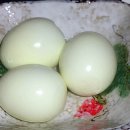 계란 오징어 장조림 이미지