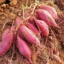 종순농장 이미지