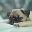 대구강아지분양 도로시펫 이미지