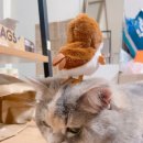 잔다냥 성남점 이미지