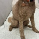 비숑다움 | 광주 애견미용 비숑다움 후기 | 곰돌이컷 푸들 변신 + 첫 방문 스파 서비스까지!