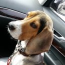 프로애견사 이미지