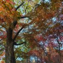 아프리카예술박물관 캠핑장 이미지