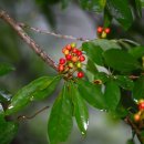 나무사이로 이미지