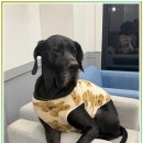 견인지역 애견운동장 유치원 김포점 | 김포 월곶 중형견 애견카페 찾는다면 체급 걱정 없이 뛰는 공간이 답이더라고요