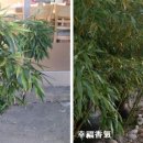 고향산전 네이버블로그