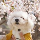 꽃보다강아지 이미지