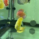 피쉬갤러리 천안점 이미지