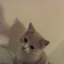 여름한컵 이미지