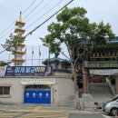 제1능이버섯 - 양산시 | 제1능이버섯
