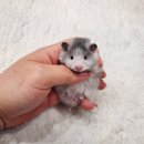 달펫 소동물샵 이미지