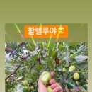 할렐루야농장 이미지