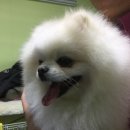 로베르토폼 이미지