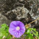 유림공원 국화축제 이미지