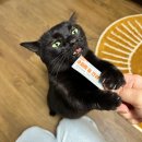 고양이 짜먹는 간식 추천! 기호성 맛, 건강, 간편 츄즈 &#39;슈퍼짜요&#39; 후기(with 아샤)