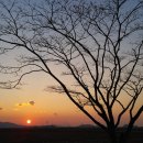 석문방조제 자귀나무 이미지