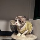 개이쁜냥 이미지