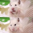 인성 이미지