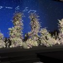 더세인트 웨딩 | 💍 신도림 더 세인트 6층 그랜드볼룸 홀투어 후기 (호텔 웨딩 끝판왕 느낌)+쿠폰팩!