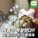 고양이도 만족한 강아지샴푸 페피릴리프 크리미 버블 스킨 샴푸 후기