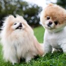 도그스낵 이미지