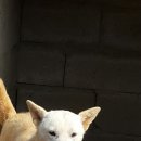 육순이